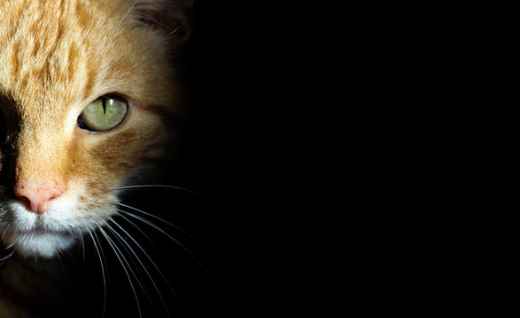 Picture for category Freeze Dried Raw